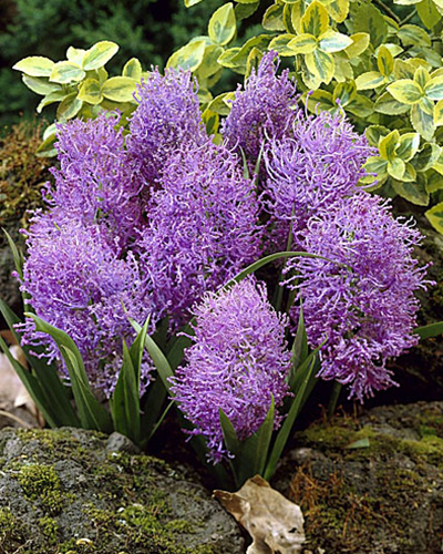 Мускари хохлатый Плюмозум (Muscari comosum Plumosum)