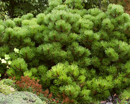Сосна черная Смарагд (Pinus nigra Smaragd)