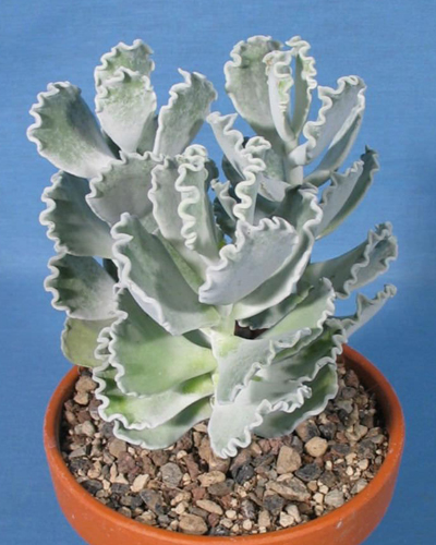 Котиледон Ундулата (Cotyledon Undulata)