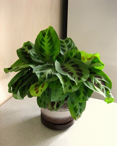 Маранта Керховена (Maranta leuconeura Kerchoveana)