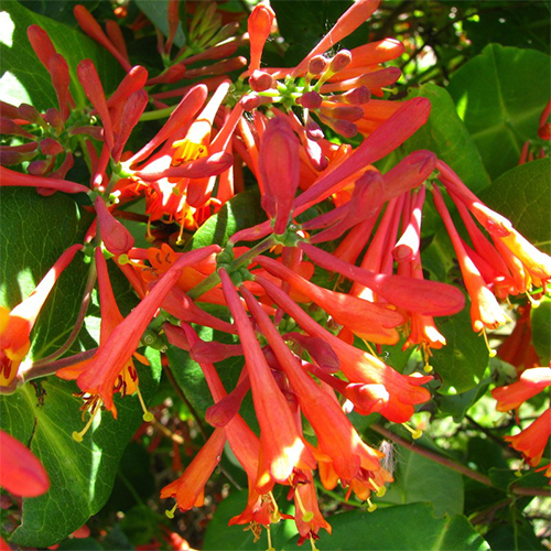 жимолость дропмор скарлетт