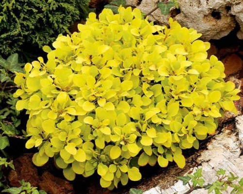Барбарис тунберга Тини Голд (Berberis thunbergii Tiny Gold)