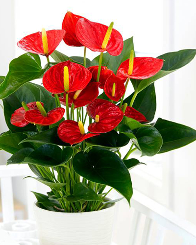 Антуриум андре Саксесс Ред (Anthurium andraeanum Success Red)