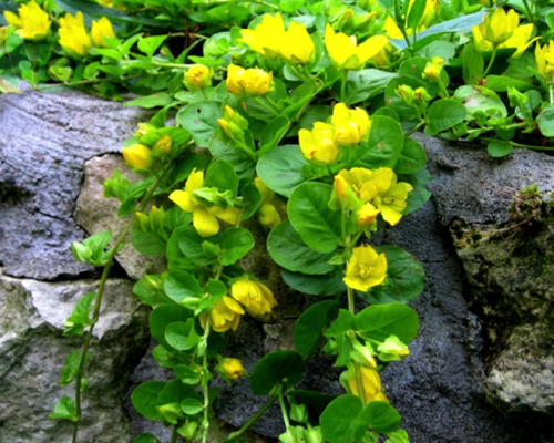 Вербейник монетчатый (Lysimachia nummularia)