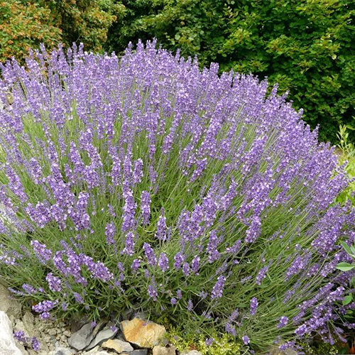 Лаванда узколистная Прованс (Lavandula angustifolia Provence)