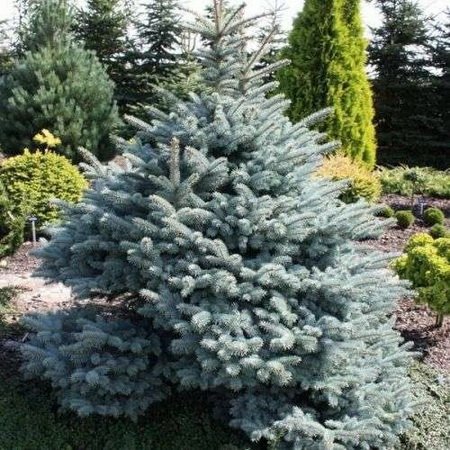 Ель колючая Глаука Компакта (Glauca Compacta)