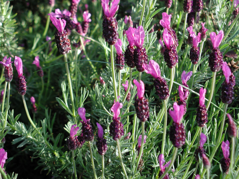 Лаванда стахадская Бандера Дип Роуз (Bandera Deep Rose)