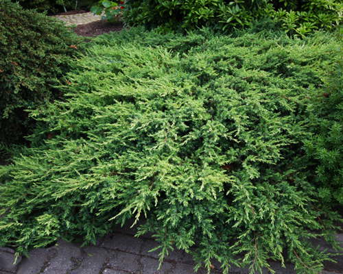 Можжевельник прибрежный Блю Пасифик (Juniperus conferta Blue Pacific)