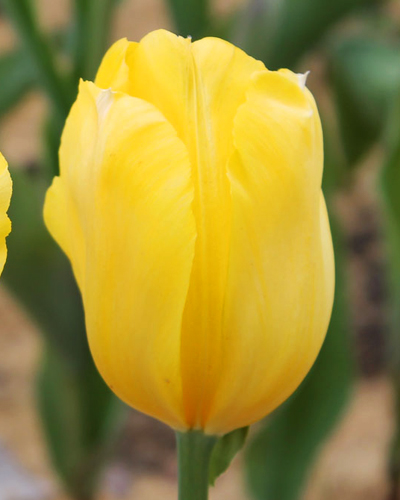 Тюльпан Triumph Yellow