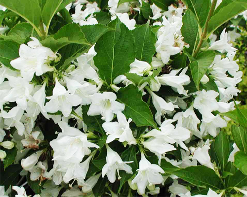 Вейгела цветущая Кандида (Weigela florida Candida)