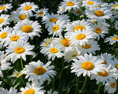 Нивяник крупноцветковый Белый (Leucanthemum giant White)