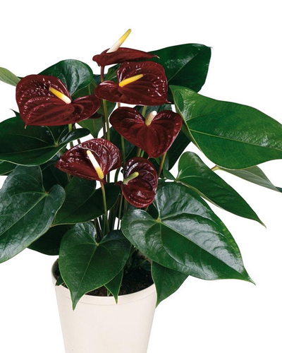 Антуриум андре Шоколад (Anthurium Andreanum Chocolate)