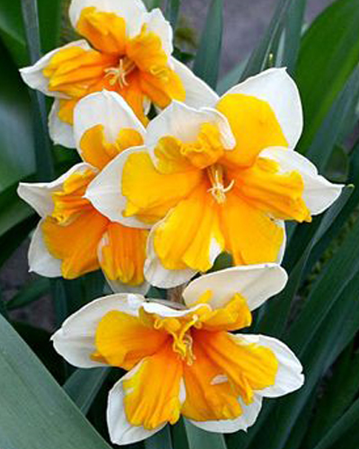 Нарцисс Split Orangery