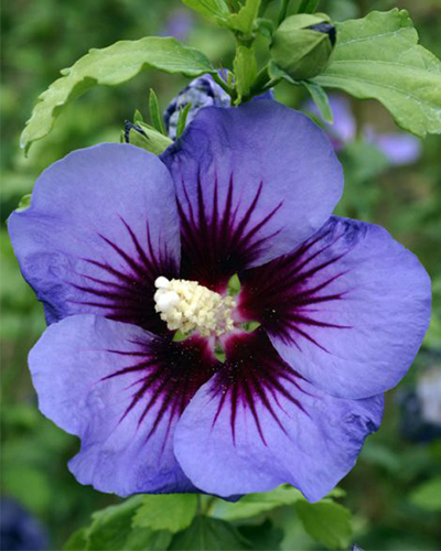 гибискус гавайи гибискус гавайи