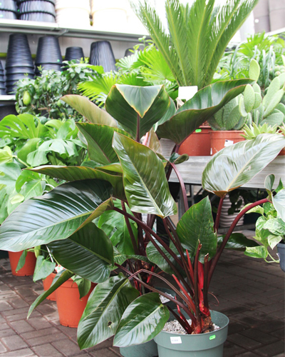 Филодендрон Микс (Philodendron)