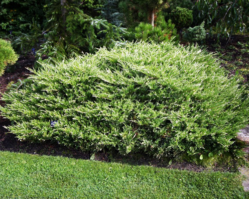 Можжевельник горизонтальный Андорра Вариегата (Juniperus horizontalis Andorra Variegata)