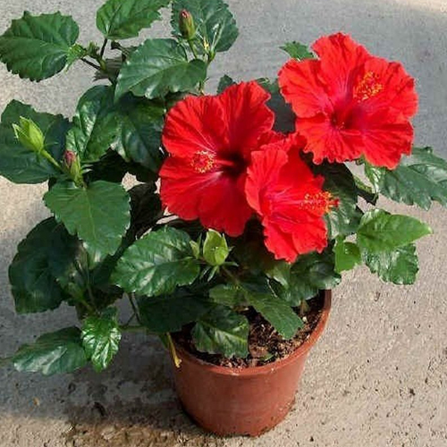 Гибискус комнатный (китайская роза) в ассортименте