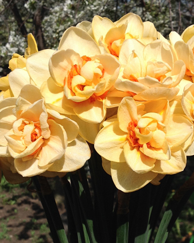 Нарцисс Double Innovator