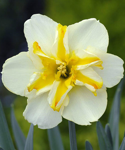 Нарцисс Split Donaupark