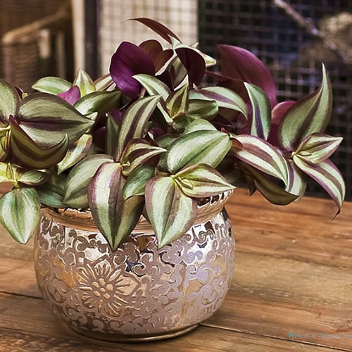 Традесканция Зебрина (Tradescantia zebrina)