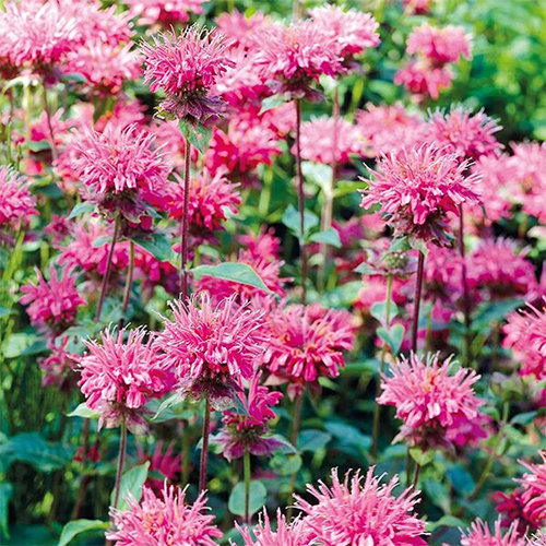 Монарда Би Лив (Bee Lieve)