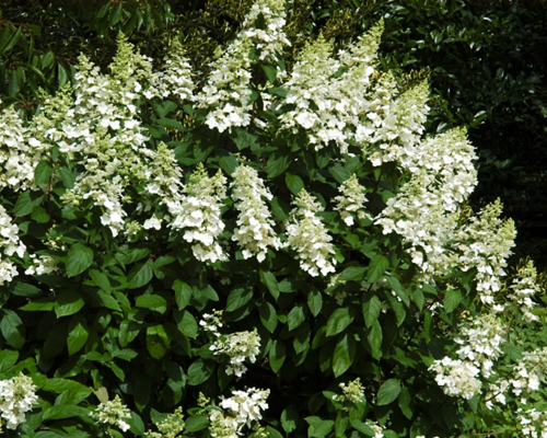 Гортензия метельчатая Левана (Hydrangea paniculata Levana) Гортензия метельчатая Левана (Hydrangea paniculata Levana)