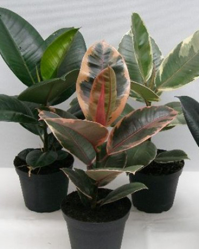 Фикус эластика МИКС (Ficus elastica MIX)