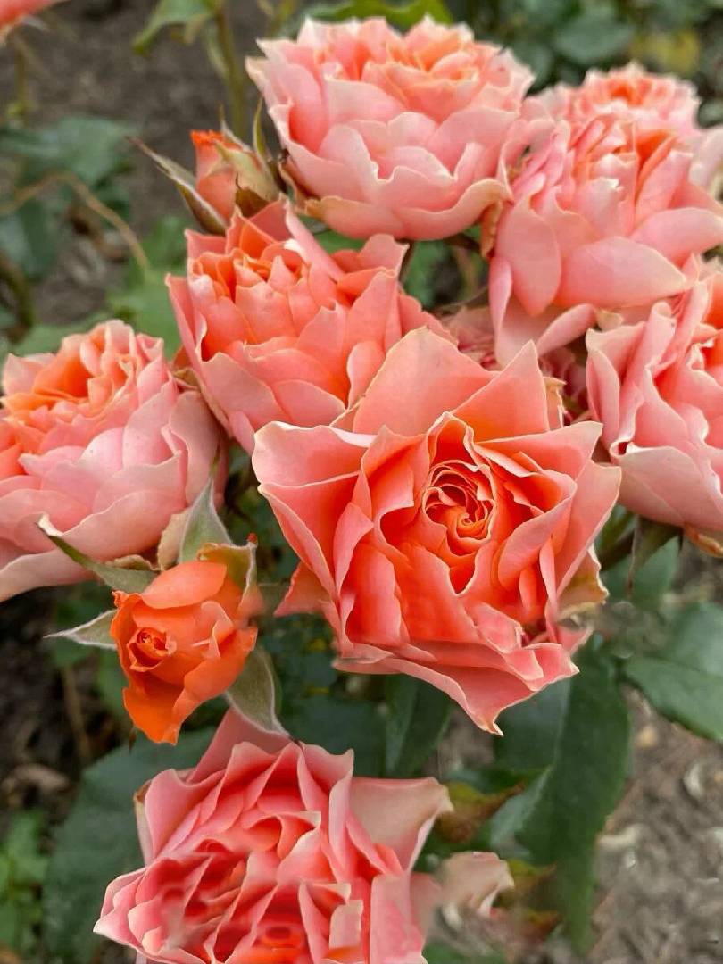 роза Лоис Лейн