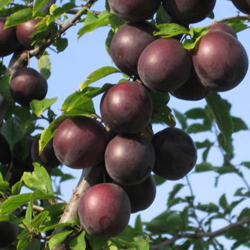 Абрикос Черный Принц