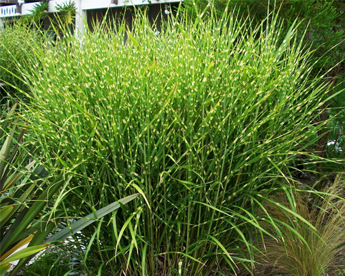 Мискантус китайский Стриктус (Miscanthus sinensis Strictus)