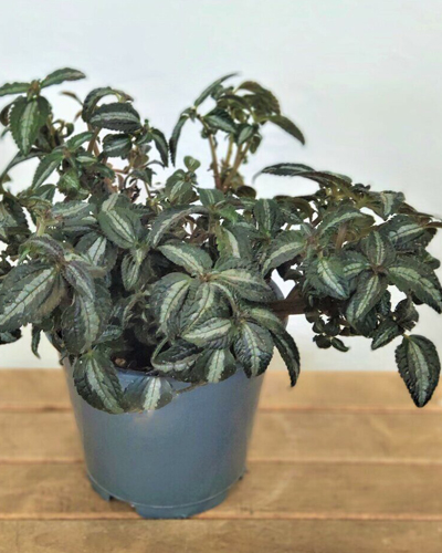 Пилея Сильвер Три (Pilea Silver Tree)