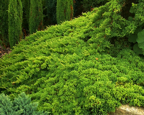 Можжевельник лежачий Нана (Juniperus procumbens Nana)