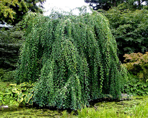 Церцис японский Пендулум (Cercidiphyllum japonicum Pendulum) Церцис японский Пендулум (Cercidiphyllum japonicum Pendulum)