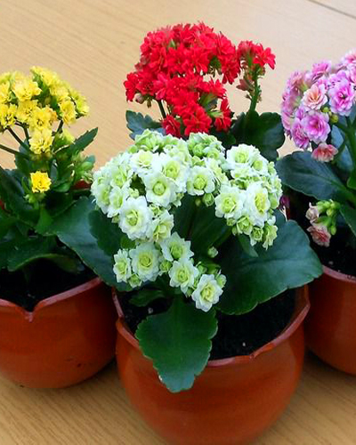 Каланхоэ Блоссфельда (Kalanchoe blossfeldiana)