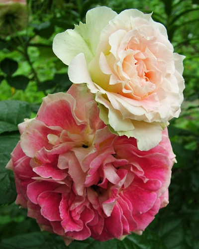 роза Цезарь (Cesar)