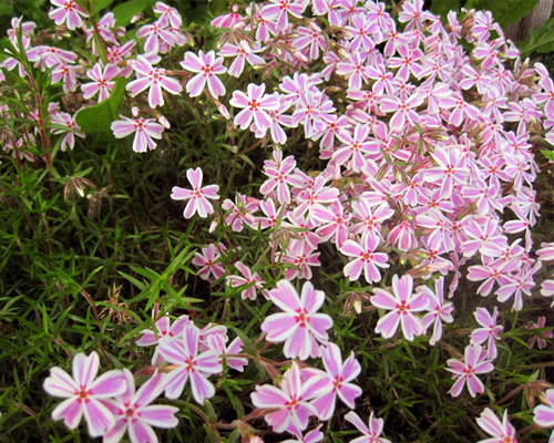 Флокс шиловидный Кэнди Страйпс (Phlox subulata Candy Stripes)