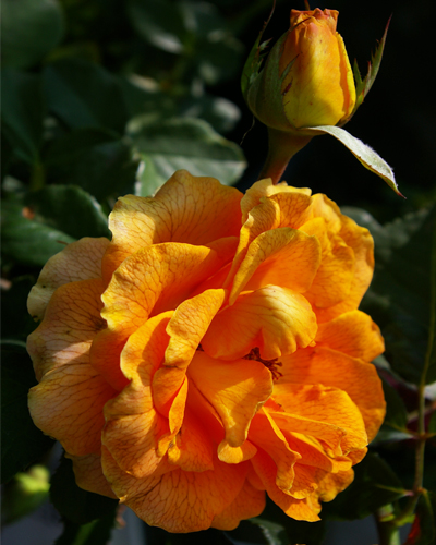 роза Пич Экспрешн (Peach Expression)
