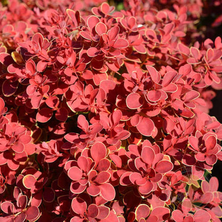 Барбарис тунберга Вулкано (Berberis thunbergii Vulcano)