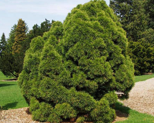 Сосна обыкновенная Глобоза Виридис (Pinus sylvestris Globosa Viridis)