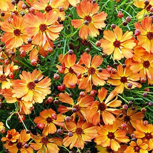 Кореопсис Манговый Пунш (Mango Punsh)