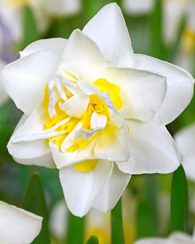 Нарцисс Double White Lion