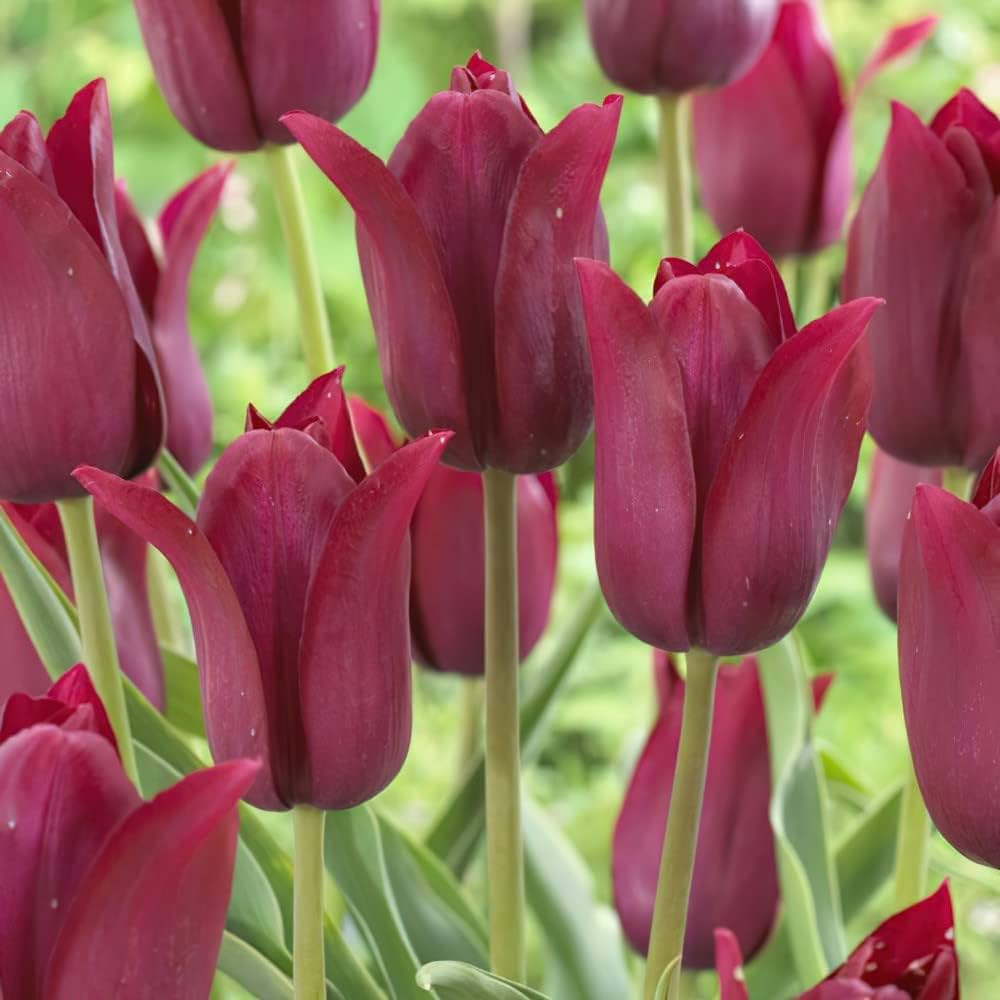 Тюльпан Lily-flowered Merlot
