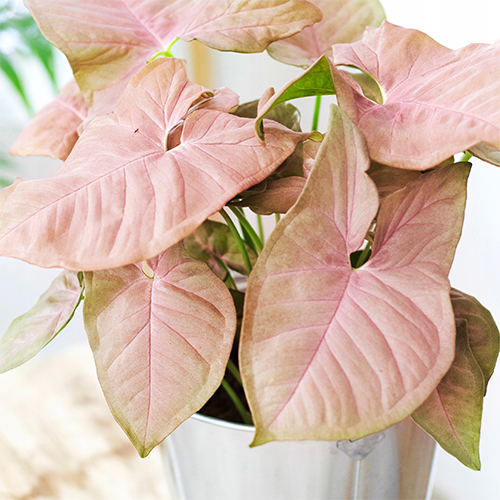 Сингониум Неон Робуста