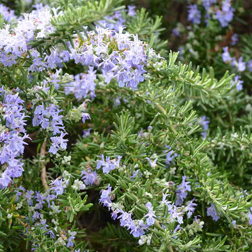 Розмарин простратус Роман Бьюти