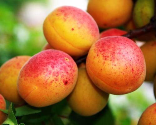 Абрикос Краснощекий