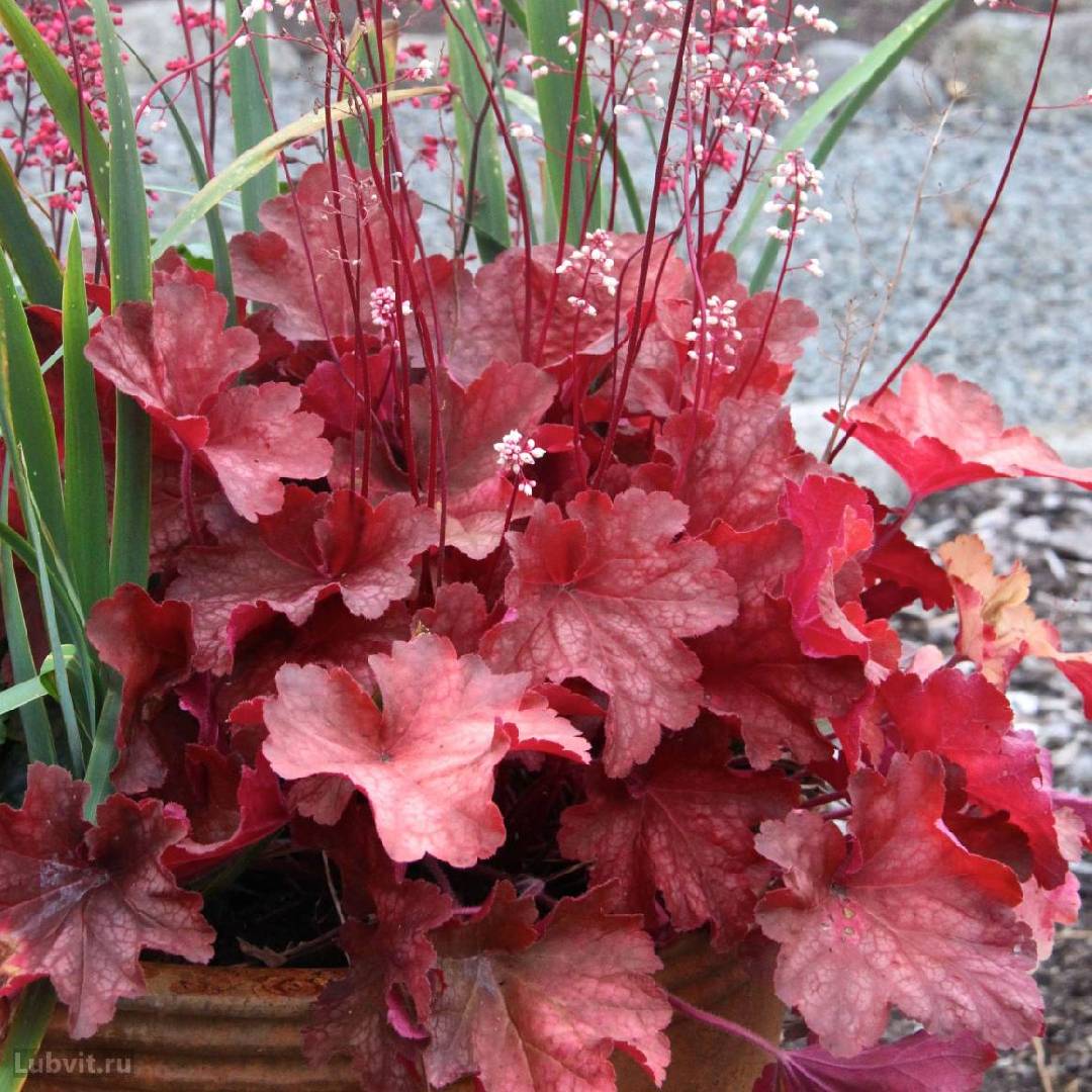 Heuchera hybrida Rio