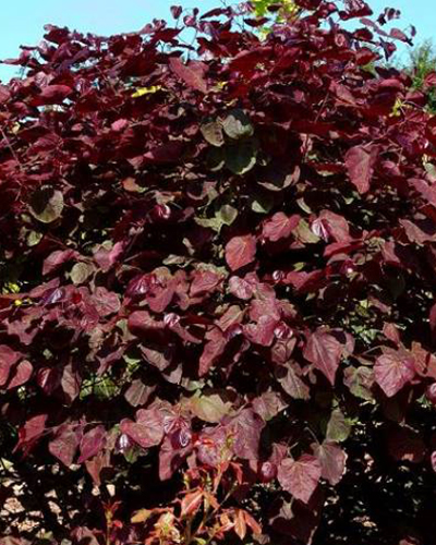 Церцис канадский Ред Форс (Cercis canadensis Red Force) Церцис канадский Ред Форс (Cercis canadensis Red Force)
