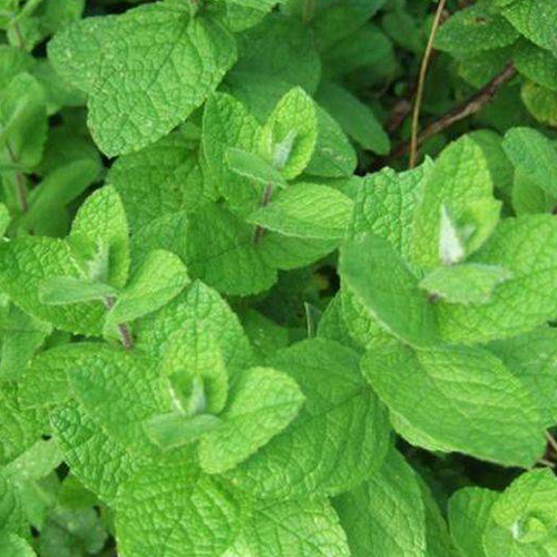 Мята круглолистная Ананас Минц (Mentha rotundifolia Ananas Minze)