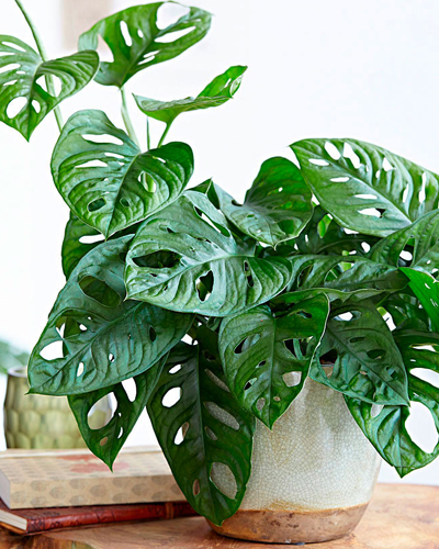 Монстера Адансона (Monstera adansonii)