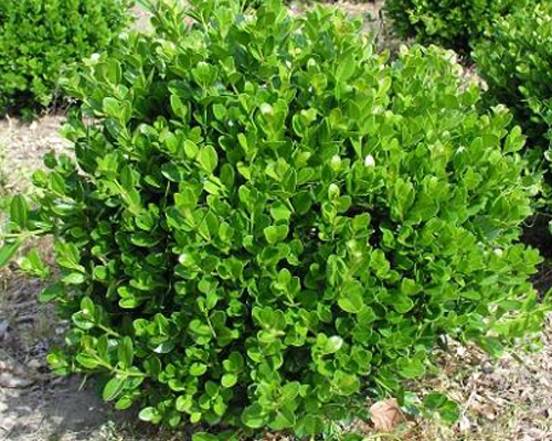 Самшит мелколистный Фолкнер (Buxus microphilla Faulkner) (ШАР)